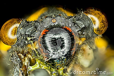 Extreme insect closeup. Stock Photo