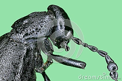 Extreme macro black blister beetle Stock Photo