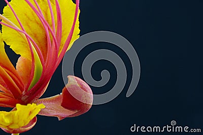 Extreme macro of elegant flower petals on left of black copy sp Stock Photo