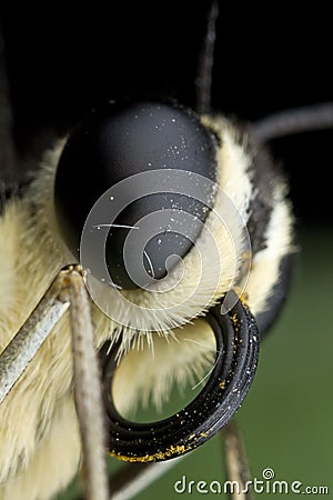 Extreme macro of a lime butterfly Stock Photo