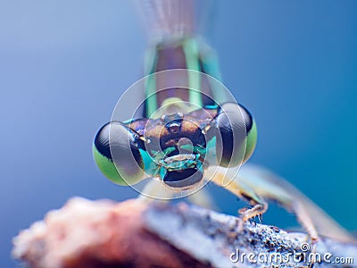 Extreme macro paper wasp insect Polistes metricus Stock Photo