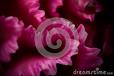 Extreme macro: pink Stock Photo