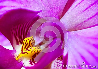 Extreme Macro: pink orchid flower Stock Photo