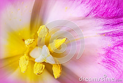 Extreme Macro: pink tulip Stock Photo