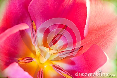 Extreme Macro: pink tulip Stock Photo