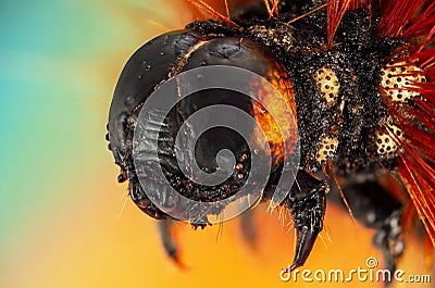 Extreme macro portrait of caterpillar Stock Photo