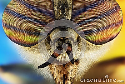 Extreme macro portrait of horsefly Stock Photo