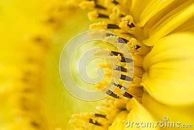 Abstract background with sunflower petals Stock Photo