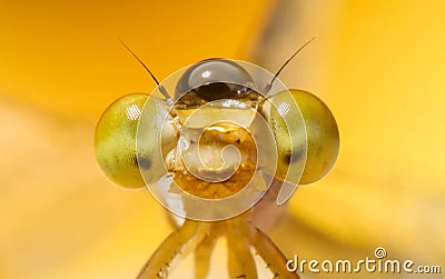 Extreme macro shot eye of Zygoptera dragonfly in wild. Close up detail of eye dragonfly is very small. Stock Photo