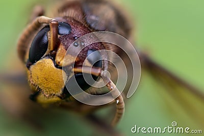 Extreme macro shot from the head of a hornet Stock Photo