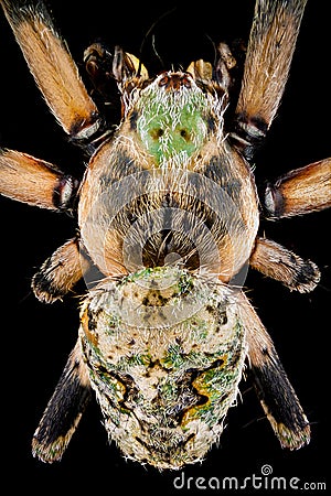 Top view of a orbweaver spider Stock Photo