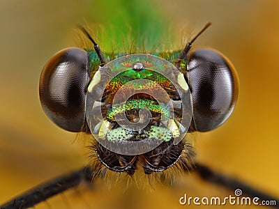 Banded Demoiselle damselfly Stock Photo