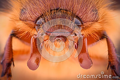 Extreme magnification - Amphimallon caucasicum beetle Stock Photo
