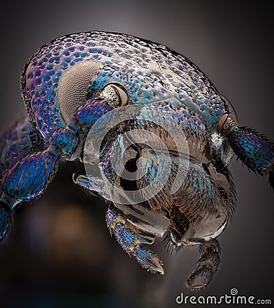 Extreme magnification - Blue metallic bug, Meloe proscarabaeus Stock Photo