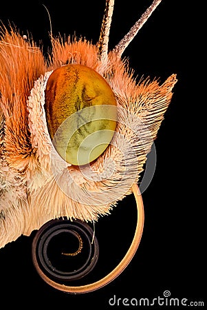 Extreme magnification - Butterfly head Stock Photo