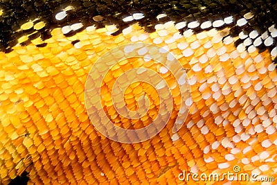 Extreme magnification - Butterfly wing Stock Photo