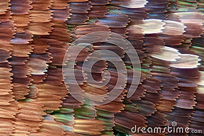 Extreme magnification - Butterfly wing scales, Vanessa Atalanta, 20x Stock Photo
