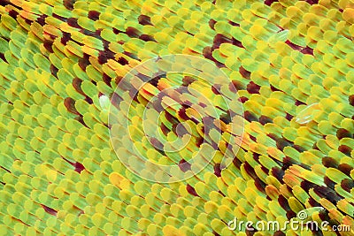 Extreme magnification - Butterfly wing under the microscope Stock Photo