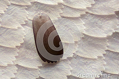 Extreme magnification - Butterfly wing under the microscope Stock Photo