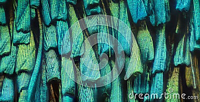 Extreme magnification - Butterfly wing under the microscope Stock Photo