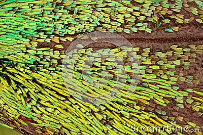 Extreme magnification - Butterfly wing under the microscope Stock Photo