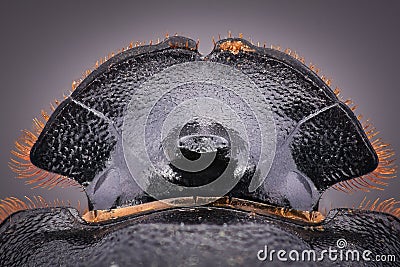 Extreme magnification - Dung Beetle, Copris lunaris Stock Photo