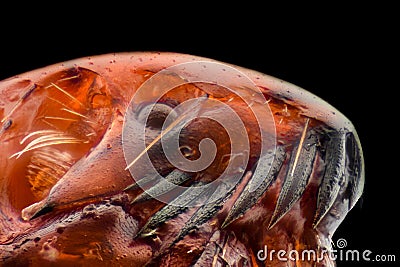 Extreme magnification - Flea at 50x Stock Photo