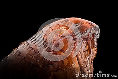 Extreme magnification - Flea at 20x Stock Photo