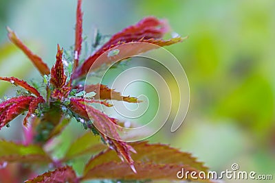 Extreme magnification - Green aphids on a plant. Stock Photo