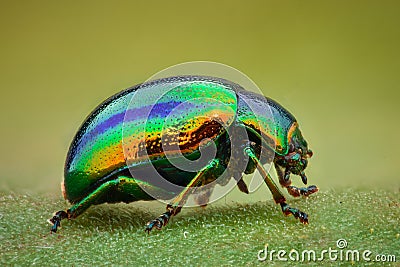 Extreme magnification - Green jewel beetle Stock Photo