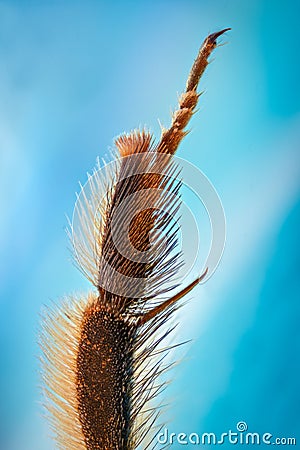 Extreme magnification - Honey Bee leg Stock Photo