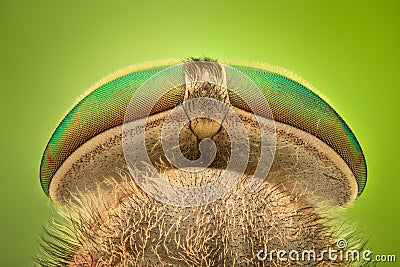 Extreme magnification - Horsefly Stock Photo