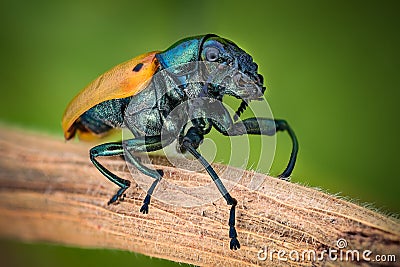 Extreme magnification - Jewel Beetle Stock Photo