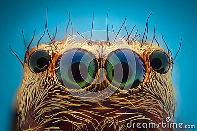 Extreme magnification - Jumping spider portrait Stock Photo