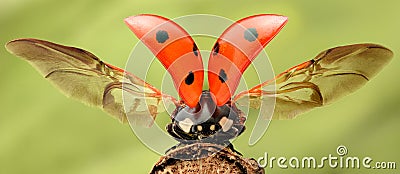 Extreme magnification - Lady bug with spread wings Stock Photo