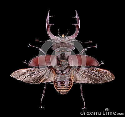 Extreme magnification - Lucanus cervus , stag beetle Stock Photo