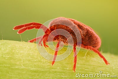 Extreme magnification - Red Velvet Mite, Trombidiidae Stock Photo