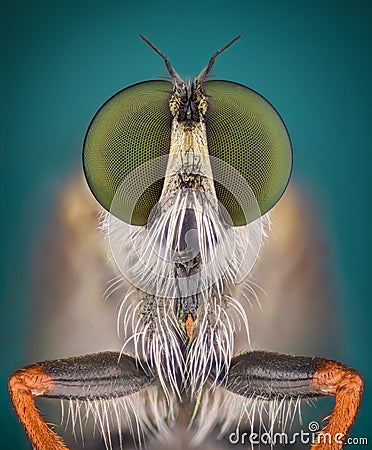 Extreme magnification - Robber fly Stock Photo