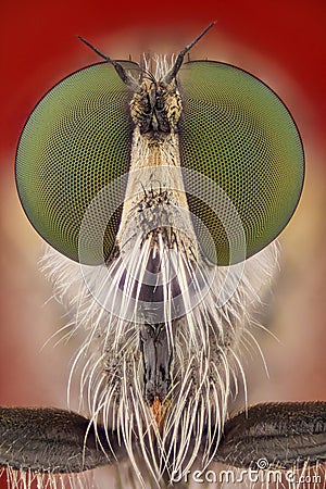 Extreme magnification - Robber fly Stock Photo