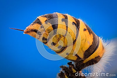 Extreme magnification - Wasp body with stinger Stock Photo