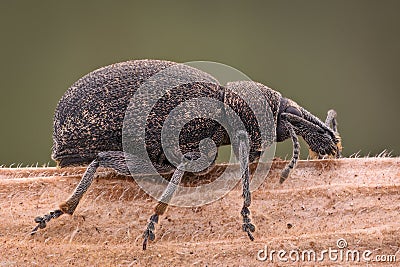 Extreme magnification - Weevil Stock Photo