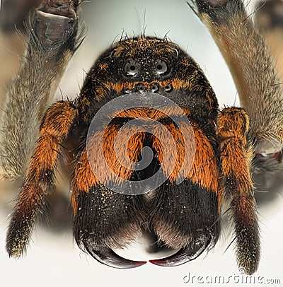 Extreme magnification - Wolf Spider fangs Stock Photo