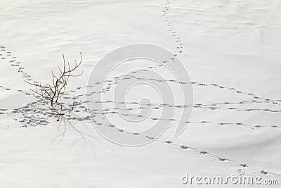 Extreme north, traces of a large white hare in the snow Stock Photo