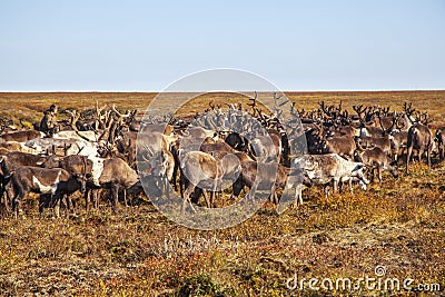 The extreme north, Yamal, reindeer in Tundra , Deer harness with reindeer, pasture of Nenets Stock Photo