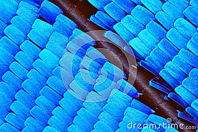 Extreme 10x magnification of Morpho Rhetenor Cacica butterfly wing Stock Photo