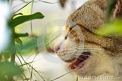 Extremely close up of munchkin cat`s face hiding in the green garden.It seem to be very happy Stock Photo