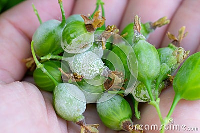 Extremely close up photo of Little young unripe gooseberry berries damaged by Powdery mildew fungi. Stock Photo
