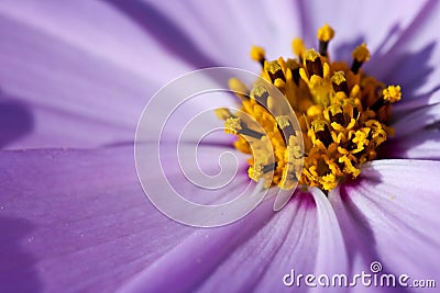 Extremely closeup flower Stock Photo