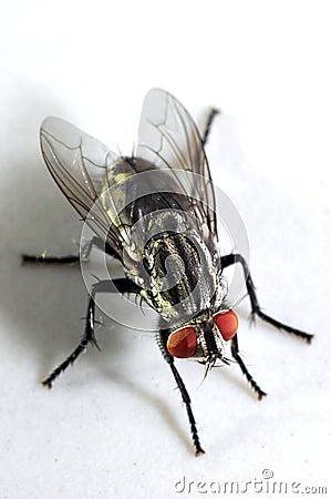 Extremely Detailed Closeup of a Housefly Stock Photo