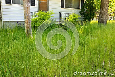 An extremely Overgrown grass lawn in front of a home or cottage in need of trimming and cutting Stock Photo